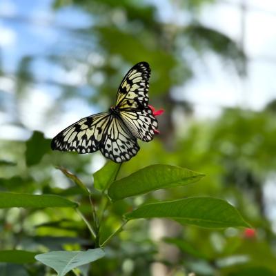 Bw Butterfly Terry George