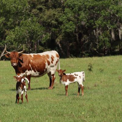 Florida Cracker Cows Kim Rothwell