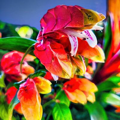 Mexican Shrimp Plant Debbie Wylie Yellow Ribbon