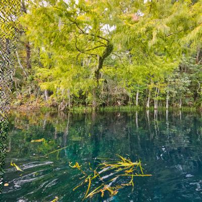 Deep Turquoise Water Silver Springs Kathi Simens