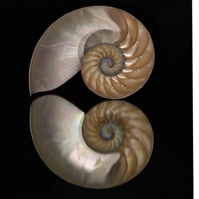 Nautilus Reflection Bob Wester Blue Ribbon
